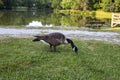 One goose eating grass on a summer day at Old Kernersville Lake Park Royalty Free Stock Photo