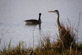 One goose and one heron at the lake