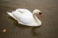 One gorgeous white swan swimming and enjoying life in the lake at a park Royalty Free Stock Photo