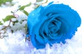 The one that got away and forbidden love concept, with a blue rose the symbol of forbidden lovers in frozen snow covered in