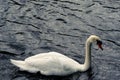 One gracious swan in a blue color water. Beautiful wild bird in nature environment. Symbol of grace and elegance and clean purity