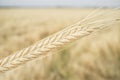 One grain ear over wheat grain field Royalty Free Stock Photo