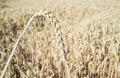 One grain ear over wheat grain field Royalty Free Stock Photo