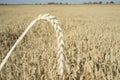 One grain ear over wheat grain field Royalty Free Stock Photo