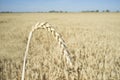 One grain ear over wheat grain field Royalty Free Stock Photo