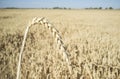 One grain ear over wheat grain field Royalty Free Stock Photo