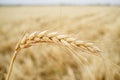 One grain ear over wheat grain field Royalty Free Stock Photo