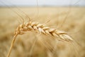 One grain ear over wheat grain field Royalty Free Stock Photo