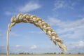 One grain ear at wheat field over blue sky Royalty Free Stock Photo