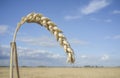 One grain ear at wheat field over blue sky Royalty Free Stock Photo