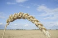 One grain ear at wheat field over blue sky Royalty Free Stock Photo