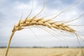 One grain ear at wheat field over white cloudy sky Royalty Free Stock Photo