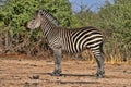 Grant`s zebra, Equus quagga boehmi, in the South Luangwa National Park, Zambia Royalty Free Stock Photo