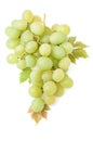 One grape bunch Early Sweet or Grapaes variety isolate on white background green ripe