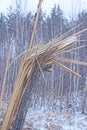 gray broken tree in white snow in the winter forest Royalty Free Stock Photo
