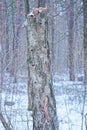 gray broken tree in white snow in the winter forest Royalty Free Stock Photo