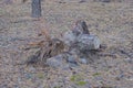 one gray brown pine tree stump with roots in the ground in nature Royalty Free Stock Photo