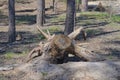 one gray brown pine tree stump with roots Royalty Free Stock Photo