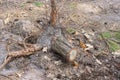 one gray brown pine tree stump with roots Royalty Free Stock Photo