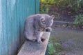 One gray cat sits and licks its paw and washes on a bench Royalty Free Stock Photo