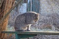 one gray cat sits and licks its paw and washes on a bench Royalty Free Stock Photo