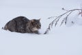 One gray cat walks through white snow