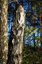 one gray dry birch broken tree in the forest Royalty Free Stock Photo