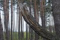 one gray dry birch broken tree in the forest Royalty Free Stock Photo