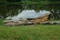 one gray dry poplar log lies in the green grass on the shore