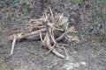 One gray dry tree stump with roots Royalty Free Stock Photo