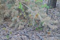 one gray fallen coniferous dry pine tree lies on the ground