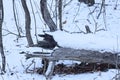 one gray fallen pine tree lies on the ground in white snow Royalty Free Stock Photo