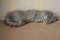One gray kitty cat sleeping Royalty Free Stock Photo