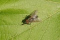 One gray fly sits on a green leaf Royalty Free Stock Photo