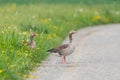 One gray goose anser anser crossing the street Royalty Free Stock Photo