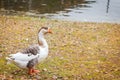 One Gray goose on autumn lawn next to pond in selective fcous Royalty Free Stock Photo