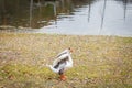 One Gray goose on autumn lawn next to pond in selective fcous Royalty Free Stock Photo