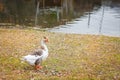 One Gray goose on autumn lawn next to pond in selective fcous Royalty Free Stock Photo