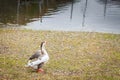 One Gray goose on autumn lawn next to pond in selective fcous Royalty Free Stock Photo