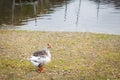 One Gray goose on autumn lawn next to pond in selective fcous Royalty Free Stock Photo