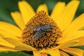 one gray little fly on a big yellow wild flower Royalty Free Stock Photo