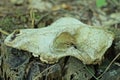 one gray old skull of an animal on a stump