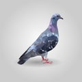 One gray pigeon blue wings low polygon isolated on white background, colorful dove bird modern geometric icon. Royalty Free Stock Photo