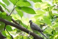 One gray pigeon or dove perching on tree, green scene