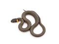 One gray snake