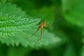 One gray spider sits on a green leaf