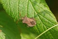 One gray stinky beetle sits on a green leaf of a plant Royalty Free Stock Photo