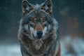 One gray wolf standing in the snow, high quality, high resolution Royalty Free Stock Photo