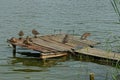 One gray wooden footbridge with brown wild ducks on the water Royalty Free Stock Photo