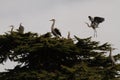 One Great Blue Heron flying and landing in a tree with several other herons Royalty Free Stock Photo